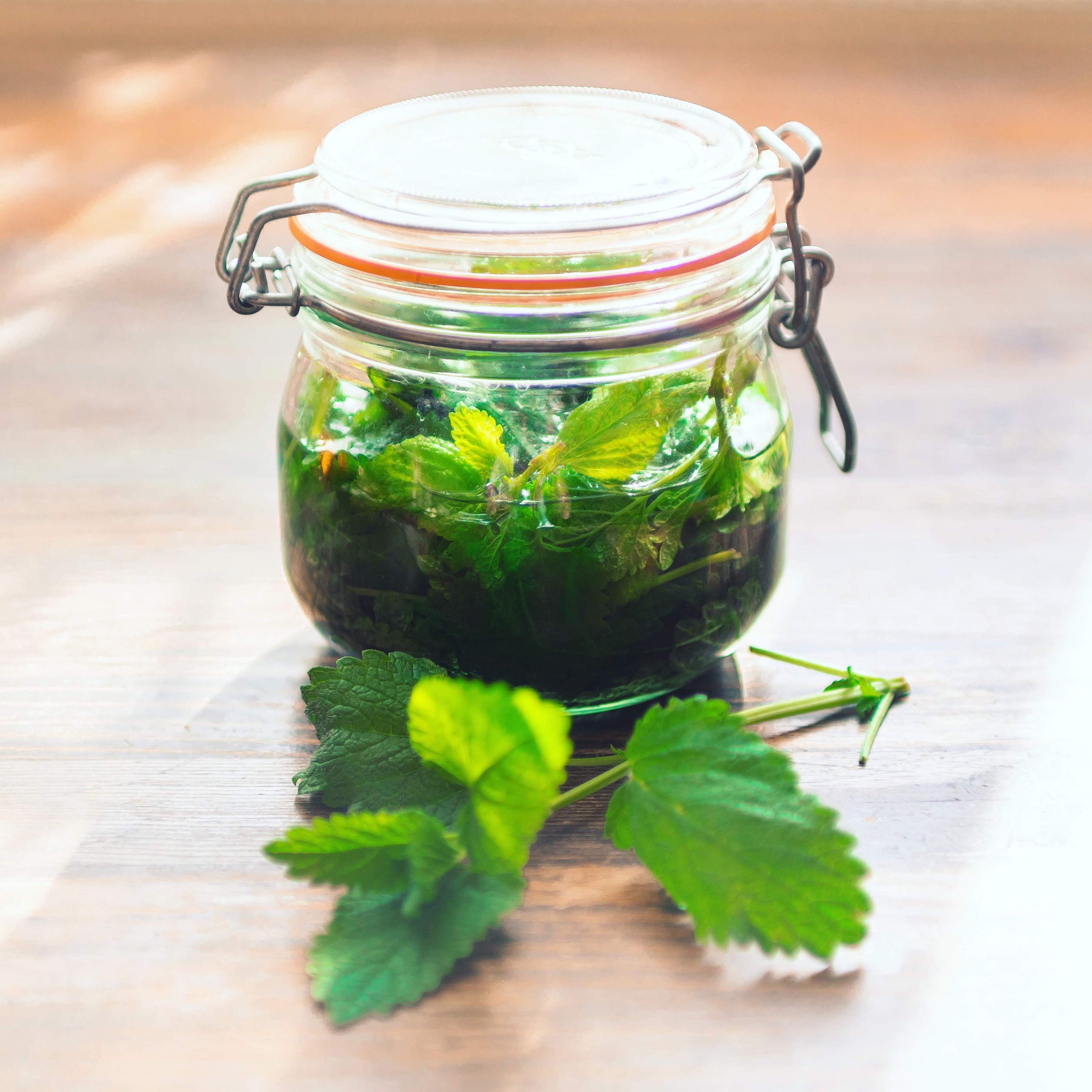 WILD CRAFTING WEEDS - LEMON BALM TINCTURE