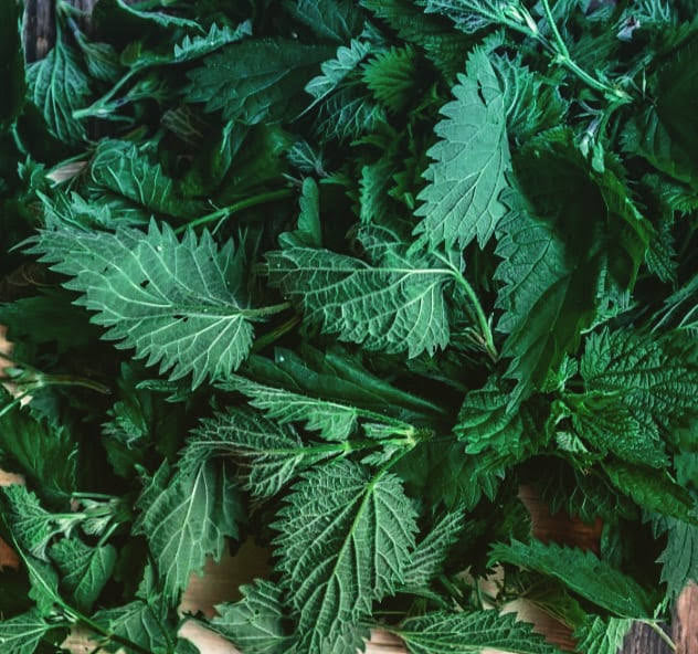 NETTLES FOR TEA