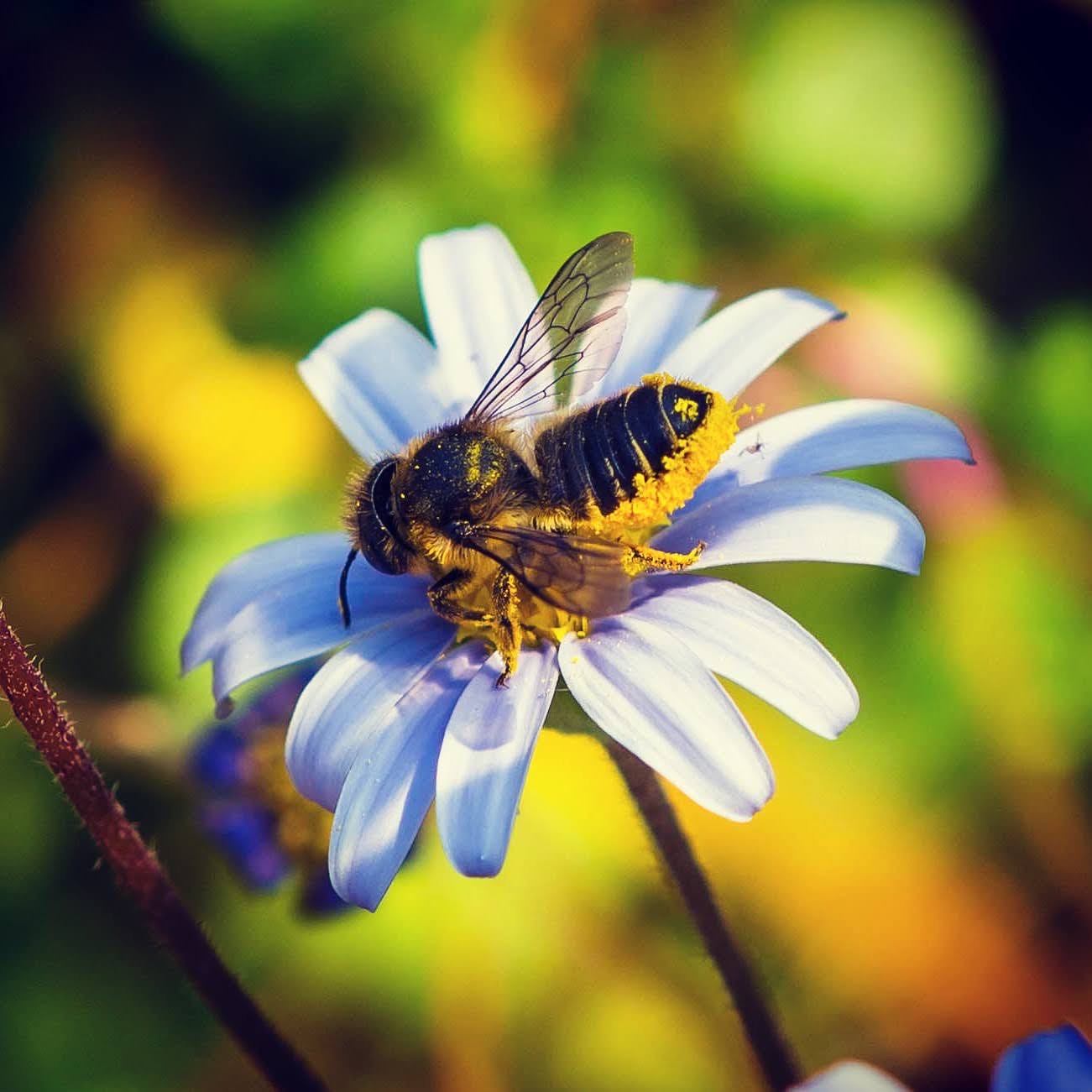 MAGIC OF BEES - Rituals Workshop